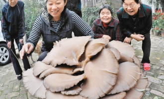 这个大蘑菇能食用吗？ ()
