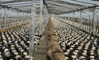 十堰市丹江口市移民种植食用菌开辟致富路 ()