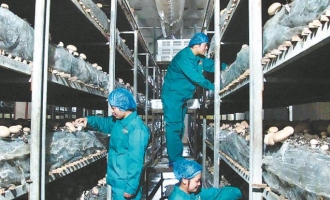 洛阳奥吉特食用菌工厂化生产效益高 ()