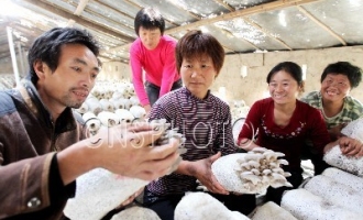 食用菌种植成为淮北市任庄村村民创收的重要渠道 ()