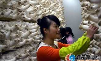 食用菌产业化生产  传统农民变成工人 ()