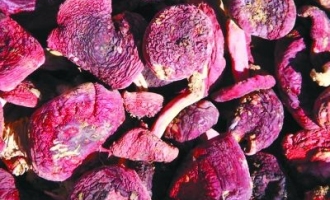 保护红菇采集  关注野生菌现状 ()