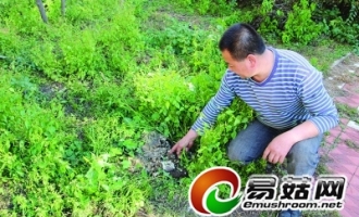 小区树桩下采出12斤大蘑菇 邻居：能做好多顿鲜蘑肉片 ()