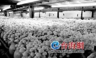 漳州十年：食用菌产业的升华和跨越 ()