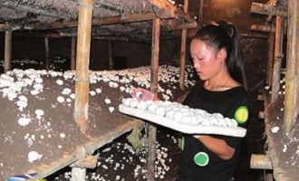 宁夏：食用菌产业扶贫 增强“造血”功能 ()