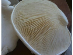 白灵菇最新价格 最新行情 河北白灵菇图1