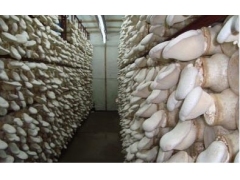 白灵菇最新价格 最新行情 河北白灵菇图3