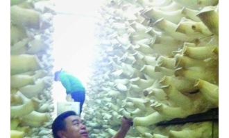 王超：打工仔变身食用菌大王 ()