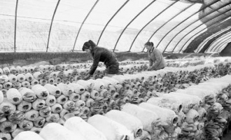 吕梁食用菌种植基地带动妇女增收 ()