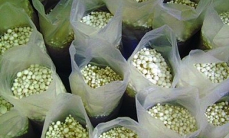 阳台上自种食用菌 方便又经济 ()