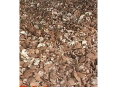 供应灵芝，灵芝盆景，灵芝菌种图1