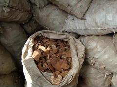 供应灵芝，灵芝盆景，灵芝菌种图2