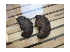 产地供应灵芝，灵芝孢子粉，灵芝切片，灵芝菌种图2