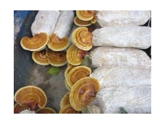 产地供应灵芝，灵芝孢子粉，灵芝切片，灵芝菌种图3