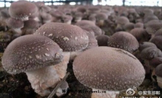 魏县食用菌总产值4000万元 ()