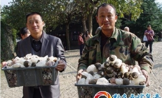 竹荪种植让隆里农民增收致富 ()