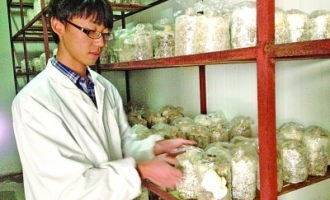 蘑菇哥崔杨网：各种食用菌都有个性 ()
