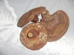 灵芝|年货|节日礼品图2