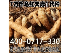 乌红杂交天麻种子1代种/杂交天麻种子/状元天麻批发/价格电议图1