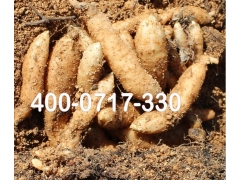 乌红杂交天麻种子1代种/杂交天麻种子/状元天麻批发/价格电议图2