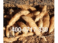 乌红杂交天麻种子1代种/杂交天麻种子/状元天麻批发/价格电议图3