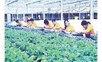 “如意情集团”食用菌菌渣有效利用将助企业可持续发展 ()