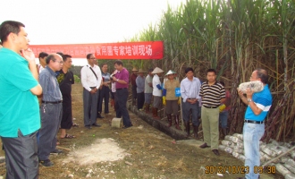 宁明县推广甘蔗套种食用菌技术 ()