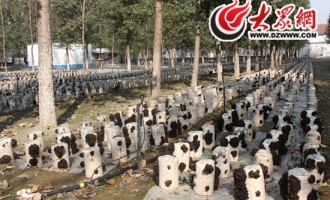 芳绿农业：食用菌循环经济带动40万农民增收致富 ()