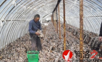 柞水县下梁镇大力发展袋料食用菌生产促农增收 ()