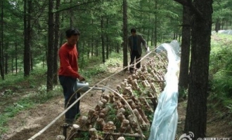 北京房山区食用菌产业化发展成绩显著 ()
