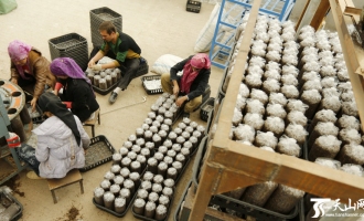 伽师县年种植100万包各种食用菌带动农民增收致富 ()
