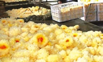古田瓶栽银耳功效好 ()