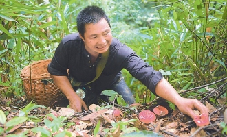 三明市林业局召开红菇专题座谈会 ()
