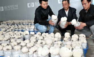 南充珍稀食用菌猴头菇面市 ()