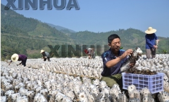 广西龙胜农民创新食用菌栽培技术拓宽致富途径 ()