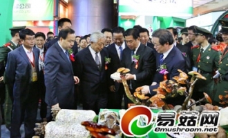 逛武汉农博会 看食用菌“争艳” ()