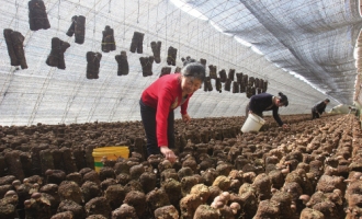 辽宁省首个国家级出口食用菌质量安全示范区落户岫岩 ()