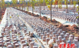 高密两大食用菌项目开建 力争实现总产30万吨 ()