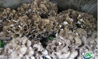 北京怀柔区组建食用菌综合试验站促进食用菌产业快速发展 ()