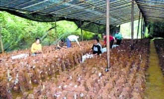 重庆：依托微企村食用菌种植效益翻番 ()