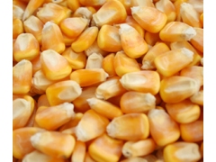 采购东北玉米、高粱、麸皮1000吨图1