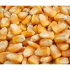 【饲料厂】求购优质玉米、小麦1000吨