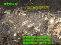 乌红杂交0代种图1