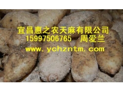 乌红杂交0代种图3