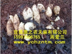 乌天麻0代种图1