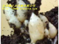 乌天麻0代种图2