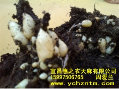 乌天麻0代种图3