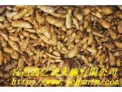 红天麻1代种图1