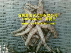 红天麻1代种图2