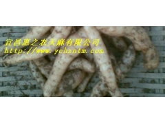 红天麻1代种图3